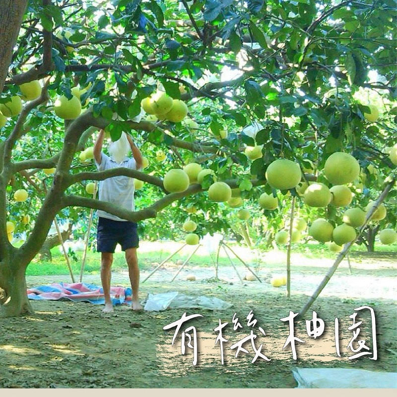 中秋節文旦禮盒!產地咬一口文旦特選最強產地臺南麻豆!甜度保證11度以上?TAP產銷履歷認證!