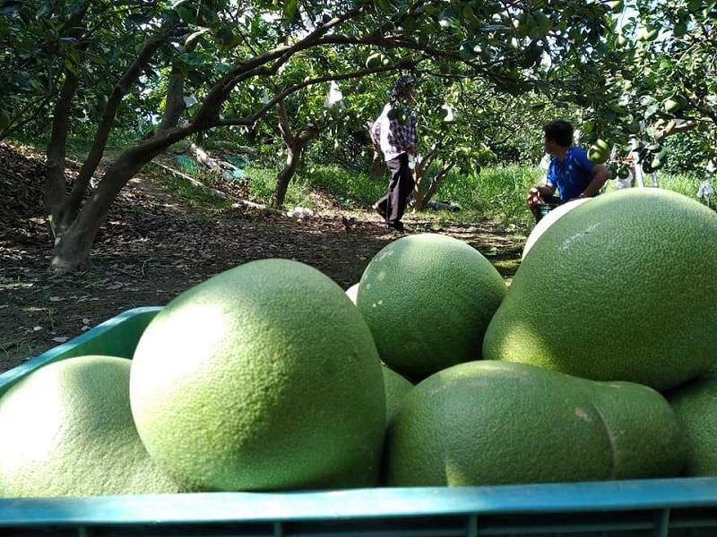 中秋節文旦禮盒!產地咬一口文旦特選最強產地臺南麻豆!甜度保證11度以上?TAP產銷履歷認證!