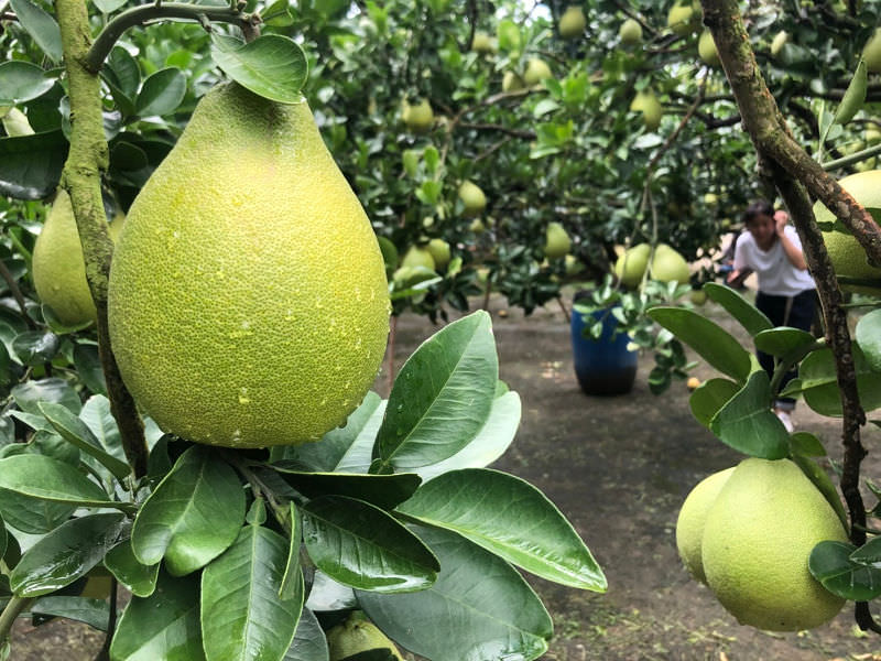 中秋節文旦禮盒!產地咬一口文旦特選最強產地臺南麻豆!甜度保證11度以上?TAP產銷履歷認證!