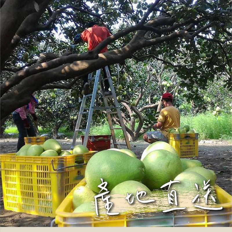 中秋節文旦禮盒!產地咬一口文旦特選最強產地臺南麻豆!甜度保證11度以上?TAP產銷履歷認證!