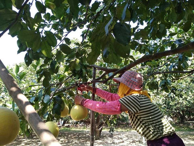 中秋節文旦禮盒!產地咬一口文旦特選最強產地臺南麻豆!甜度保證11度以上?TAP產銷履歷認證!