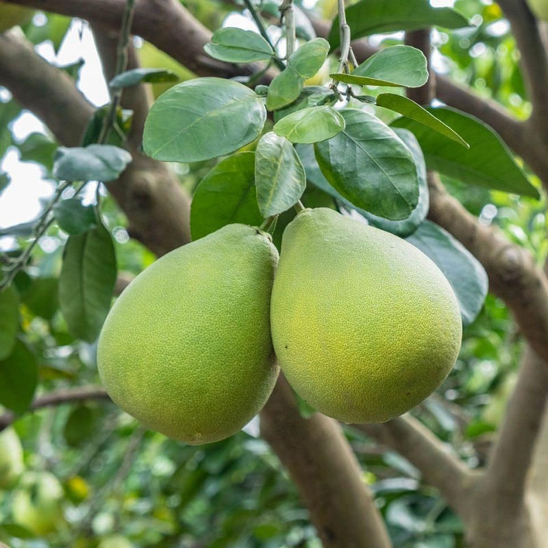 中秋節文旦禮盒!產地咬一口文旦特選最強產地臺南麻豆!甜度保證11度以上?TAP產銷履歷認證!