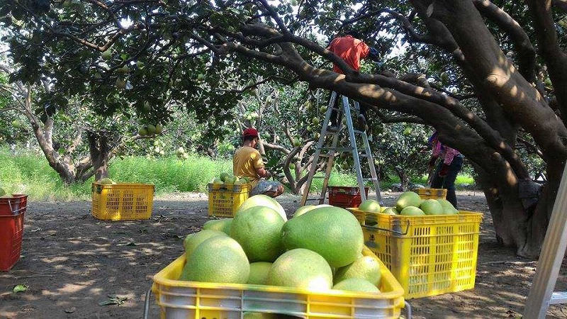 中秋節文旦禮盒!產地咬一口文旦特選最強產地臺南麻豆!甜度保證11度以上?TAP產銷履歷認證!