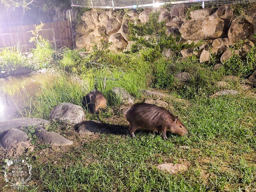 千野村日式景觀園區|高雄人氣新景點!不用出國就能拍出日本風!還能租借和服拍照打卡!水豚君出沒? - 第46張圖 千野村日式景觀園區|高雄人氣新景點!不用出國就能拍出日本風!還能租借和服拍照打卡!水豚君出沒?