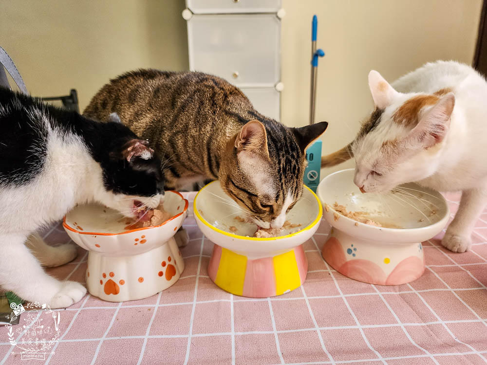 寵物益生菌推薦[Koolpal可沛寵藥好腸道益生菌]複合芽孢桿菌群幫助便便順暢又減少臭味!適口性佳益生菌推薦