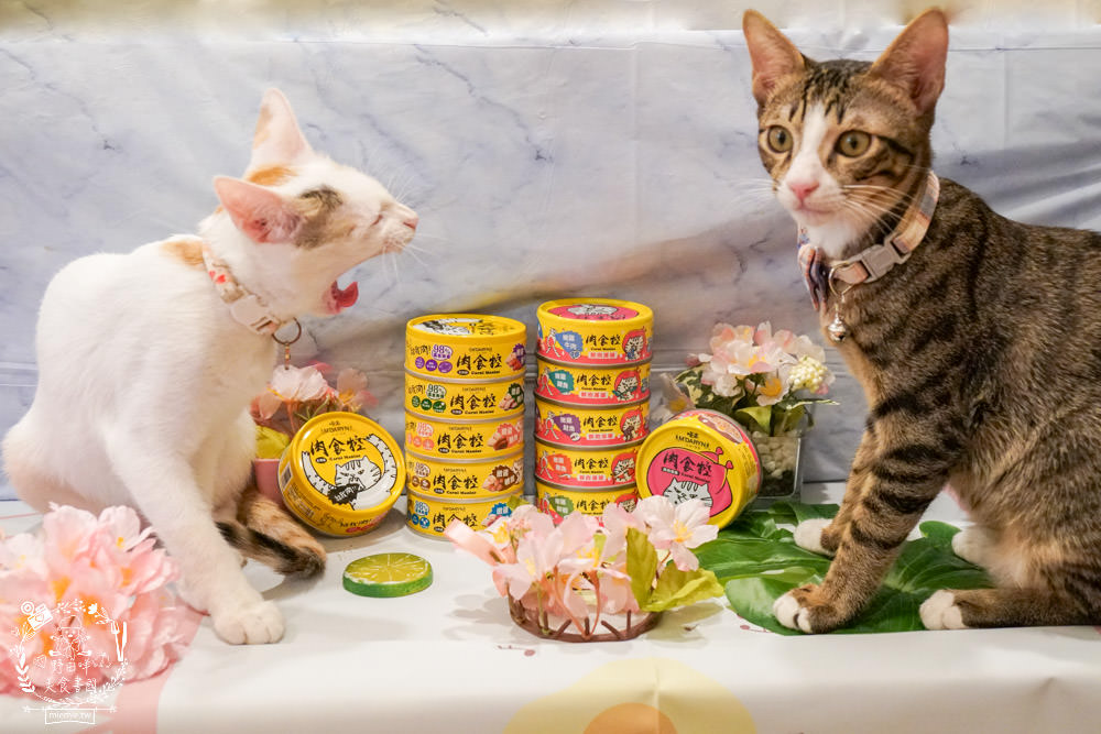 喵樂肉食控評價!喵樂肉食控主食罐高達98%含肉量!有SGS成分分析報告也符合AAFCO、NRC|超高含肉量貓罐開箱