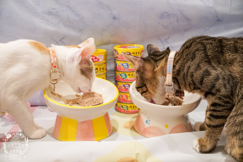 喵樂肉食控評價!喵樂肉食控主食罐高達98%含肉量!有SGS成分分析報告也符合AAFCO、NRC|超高含肉量貓罐開箱