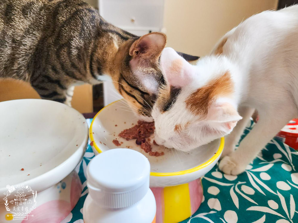 寵物魚油推薦|喵皇奴純萃紅寶石魚油|Omega-3濃度檢驗98.6%!高純度80%游離態蝦紅素，rTG型態更容易吸收！