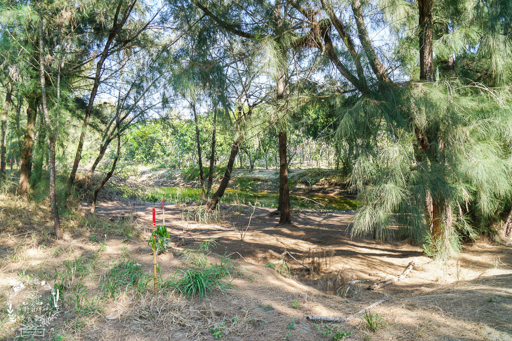 好美里秘境1920號保安林!碧海藍天的水漾森林!超美倒映適合網美親子拍照? - 第10張圖 好美里秘境1920號保安林!碧海藍天的水漾森林!超美倒映適合網美親子拍照?