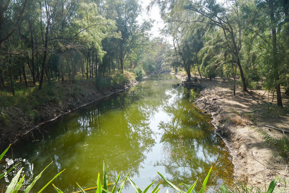 好美里秘境1920號保安林!碧海藍天的水漾森林!超美倒映適合網美親子拍照? - 第11張圖 好美里秘境1920號保安林!碧海藍天的水漾森林!超美倒映適合網美親子拍照?