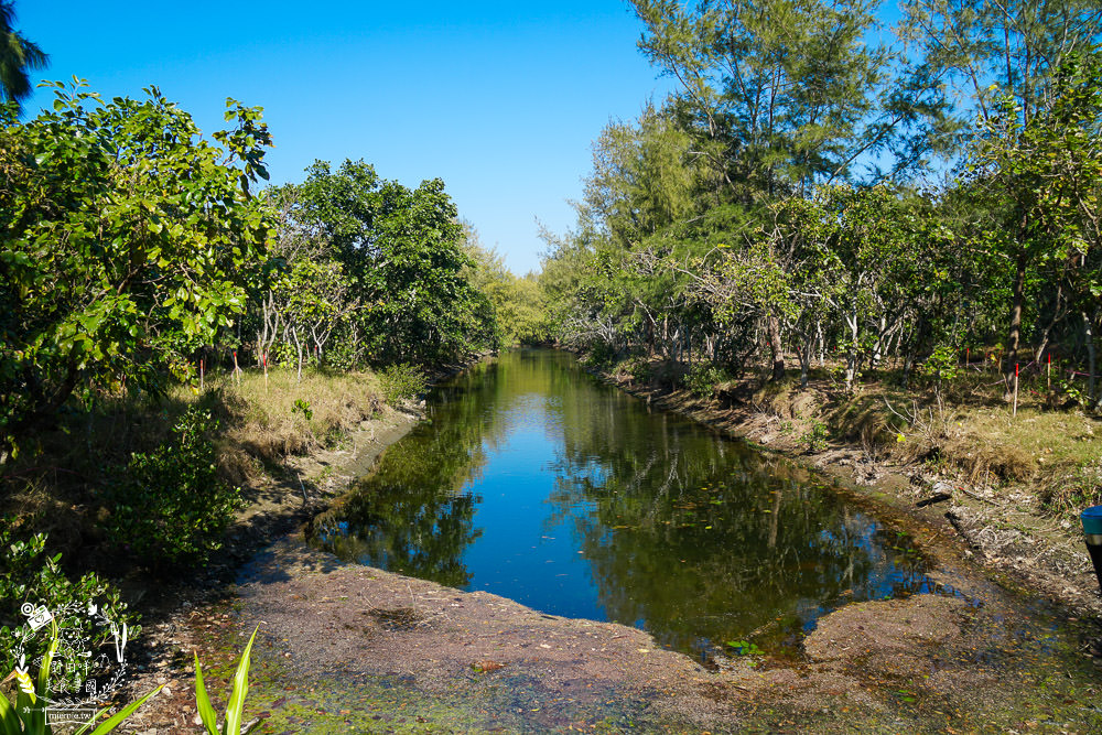 好美里秘境1920號保安林!碧海藍天的水漾森林!超美倒映適合網美親子拍照? - 第14張圖 好美里秘境1920號保安林!碧海藍天的水漾森林!超美倒映適合網美親子拍照?