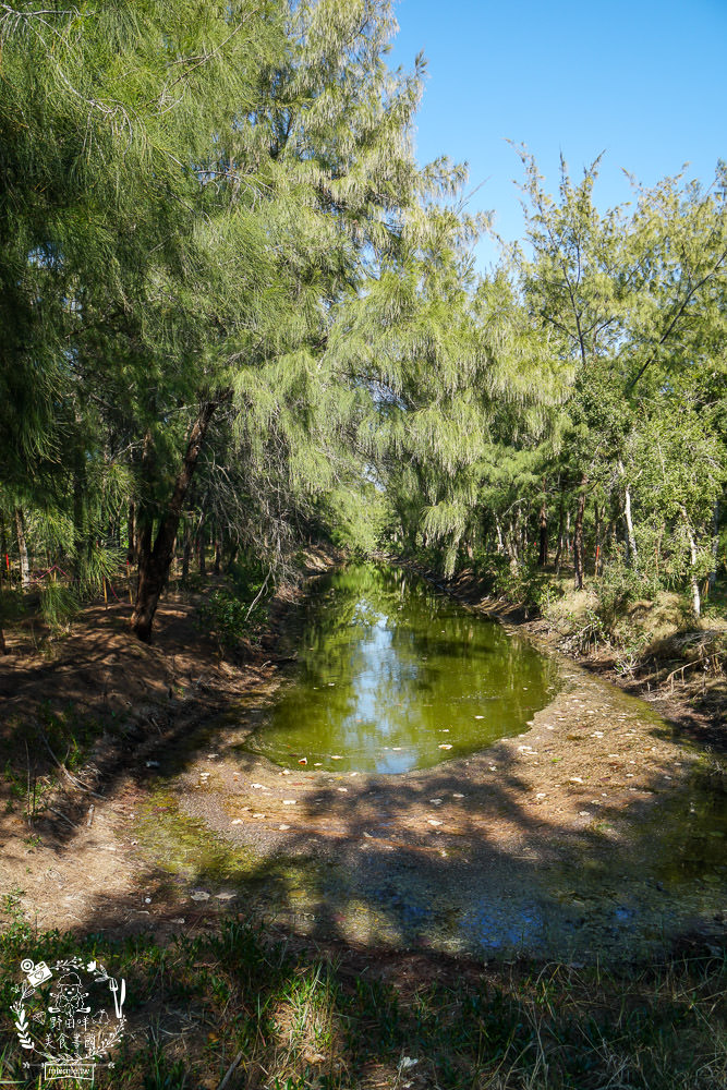 好美里秘境1920號保安林!碧海藍天的水漾森林!超美倒映適合網美親子拍照? - 第18張圖 好美里秘境1920號保安林!碧海藍天的水漾森林!超美倒映適合網美親子拍照?