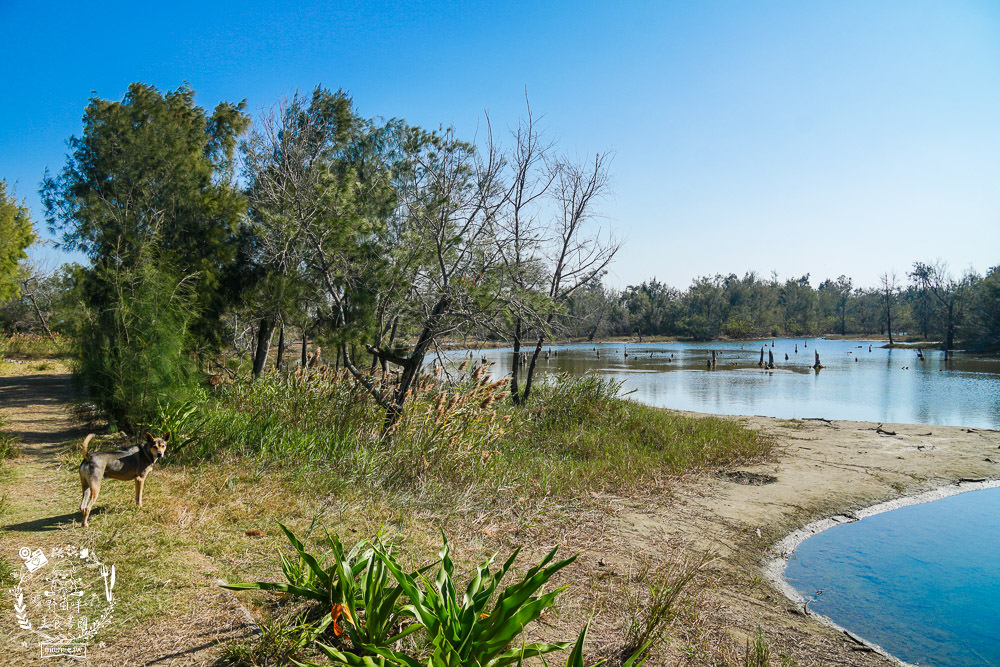 好美里秘境1920號保安林!碧海藍天的水漾森林!超美倒映適合網美親子拍照? - 第21張圖 好美里秘境1920號保安林!碧海藍天的水漾森林!超美倒映適合網美親子拍照?