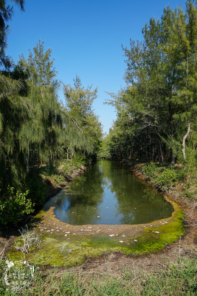 好美里秘境1920號保安林!碧海藍天的水漾森林!超美倒映適合網美親子拍照? - 第22張圖 好美里秘境1920號保安林!碧海藍天的水漾森林!超美倒映適合網美親子拍照?