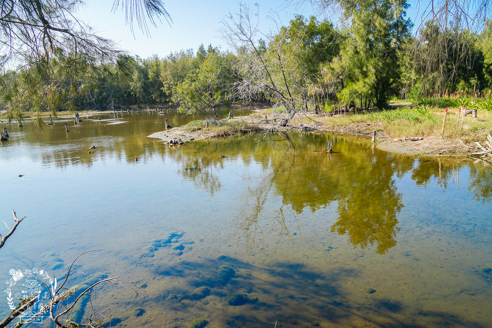 好美里秘境1920號保安林!碧海藍天的水漾森林!超美倒映適合網美親子拍照? - 第28張圖 好美里秘境1920號保安林!碧海藍天的水漾森林!超美倒映適合網美親子拍照?