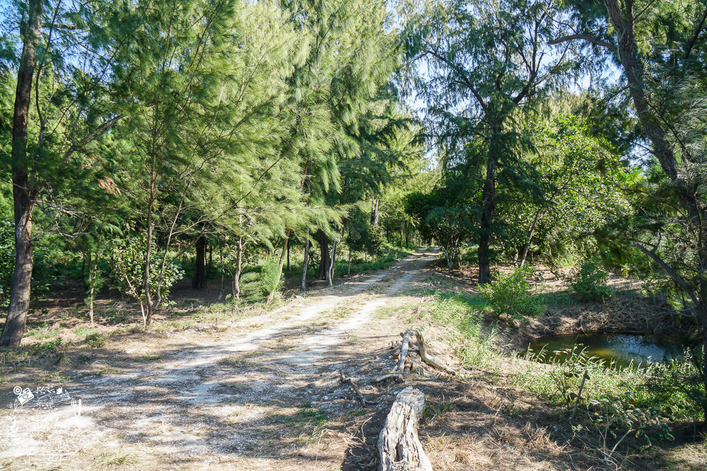 好美里秘境1920號保安林!碧海藍天的水漾森林!超美倒映適合網美親子拍照? - 第4張圖 好美里秘境1920號保安林!碧海藍天的水漾森林!超美倒映適合網美親子拍照?