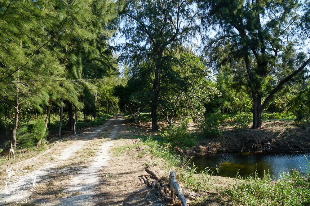 好美里秘境1920號保安林!碧海藍天的水漾森林!超美倒映適合網美親子拍照? - 第5張圖 好美里秘境1920號保安林!碧海藍天的水漾森林!超美倒映適合網美親子拍照?