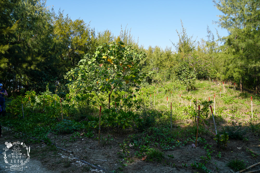 好美里秘境1920號保安林!碧海藍天的水漾森林!超美倒映適合網美親子拍照? - 第6張圖 好美里秘境1920號保安林!碧海藍天的水漾森林!超美倒映適合網美親子拍照?