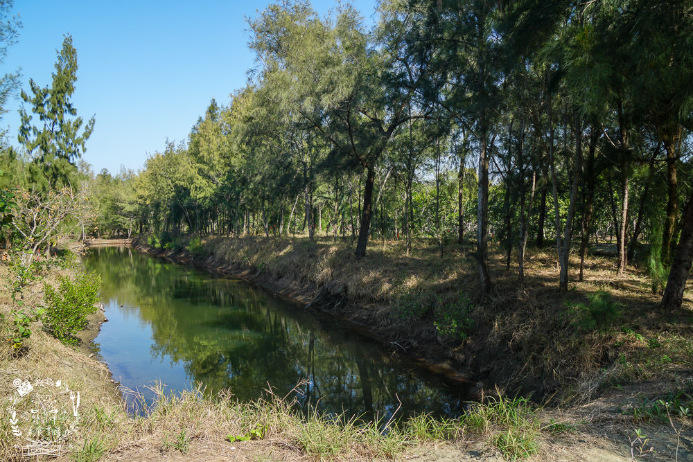 好美里秘境1920號保安林!碧海藍天的水漾森林!超美倒映適合網美親子拍照? - 第8張圖 好美里秘境1920號保安林!碧海藍天的水漾森林!超美倒映適合網美親子拍照?
