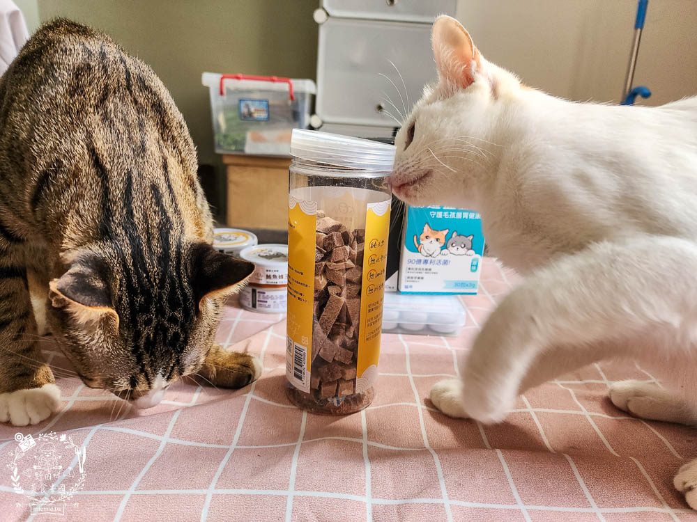 宏瑋寵物95%肉含量的貓咪主食罐湯罐與100%原肉製造的牛肉凍乾!適口性極佳！