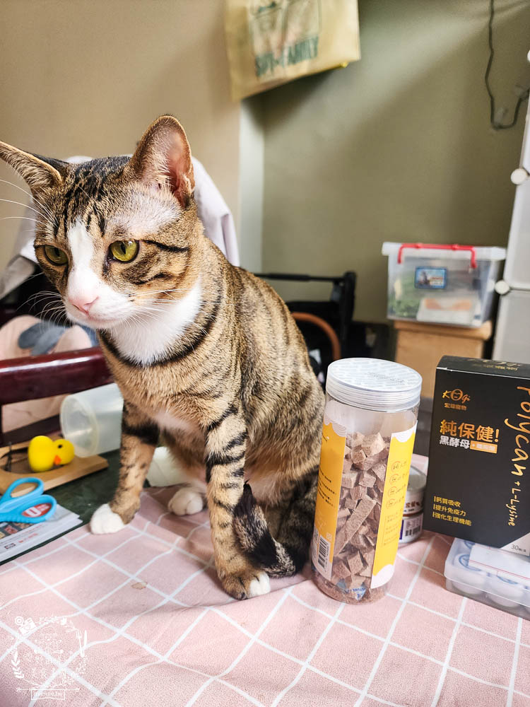 宏瑋寵物95%肉含量的貓咪主食罐湯罐與100%原肉製造的牛肉凍乾!適口性極佳！