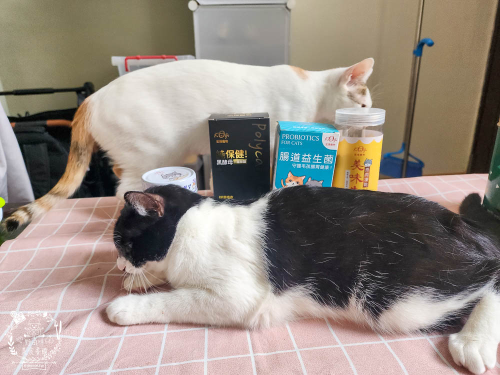 宏瑋寵物腸道益生菌黑酵母離胺酸|超多萃取物與90億專利活菌可以幫助便便順暢不臭臭|幫助鈣質吸收、強化生理機能