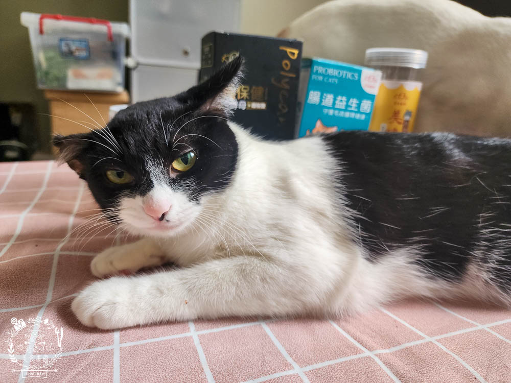 宏瑋寵物95%肉含量的貓咪主食罐湯罐與100%原肉製造的牛肉凍乾!適口性極佳！