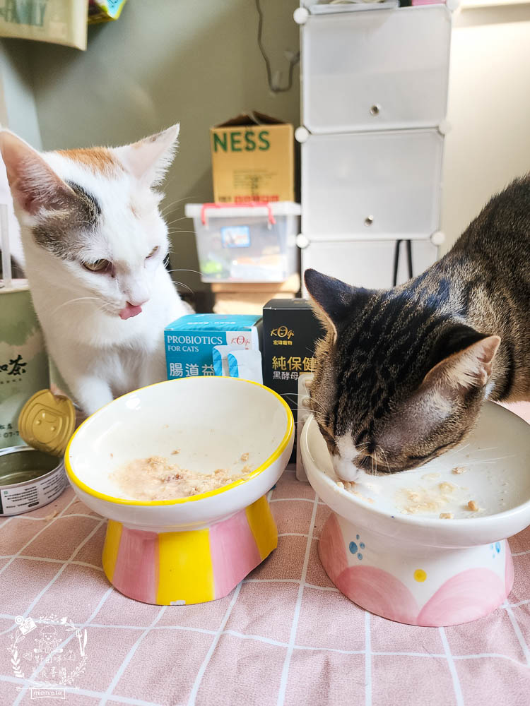 宏瑋寵物腸道益生菌黑酵母離胺酸|超多萃取物與90億專利活菌可以幫助便便順暢不臭臭|幫助鈣質吸收、強化生理機能