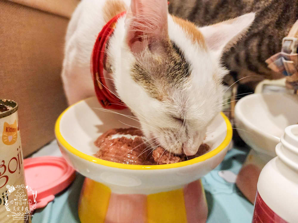 寵物益生菌推薦!寵霸 Furbaby+ 腸胃專科益生菌|國際大廠拉曼配方，讓毛孩天天補充好菌