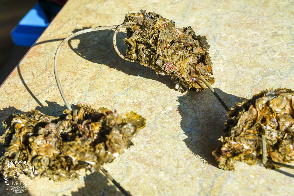 嘉義布袋景點[海上巴士&蛋糕沙灘]踏上無人島玩樂拍熱門IG網美照!還有船上烤鮮蚵鮮蝦?