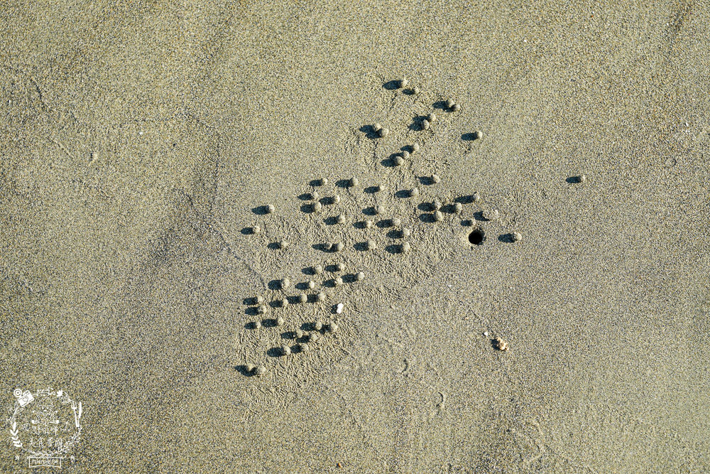 嘉義布袋景點[海上巴士&蛋糕沙灘]踏上無人島玩樂拍熱門IG網美照!還有船上烤鮮蚵鮮蝦?