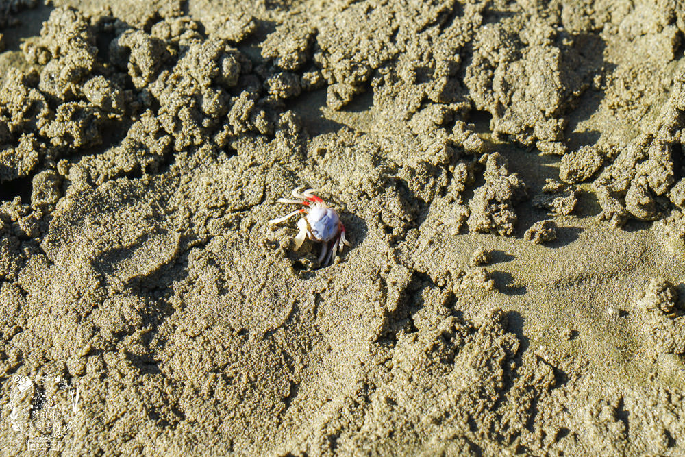 嘉義布袋景點[海上巴士&蛋糕沙灘]踏上無人島玩樂拍熱門IG網美照!還有船上烤鮮蚵鮮蝦?