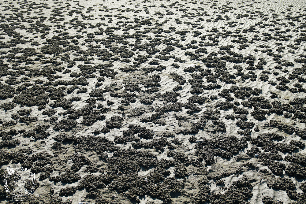 嘉義布袋景點[海上巴士&蛋糕沙灘]踏上無人島玩樂拍熱門IG網美照!還有船上烤鮮蚵鮮蝦?