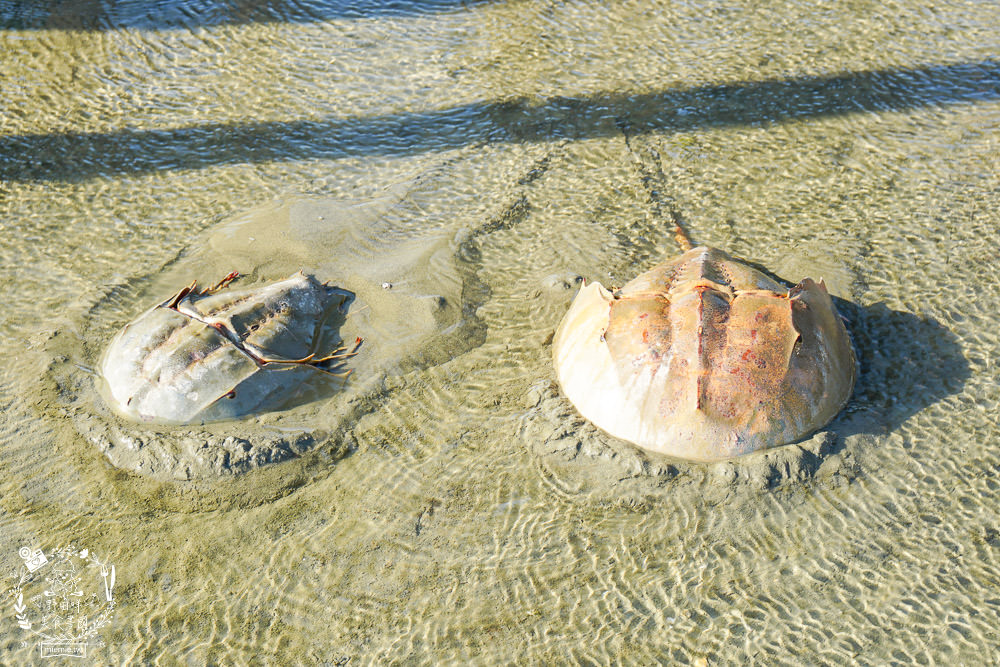 嘉義布袋景點[海上巴士&蛋糕沙灘]踏上無人島玩樂拍熱門IG網美照!還有船上烤鮮蚵鮮蝦?