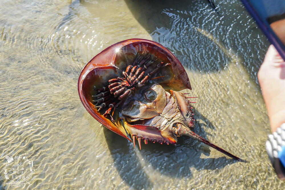 嘉義布袋景點[海上巴士&蛋糕沙灘]踏上無人島玩樂拍熱門IG網美照!還有船上烤鮮蚵鮮蝦?