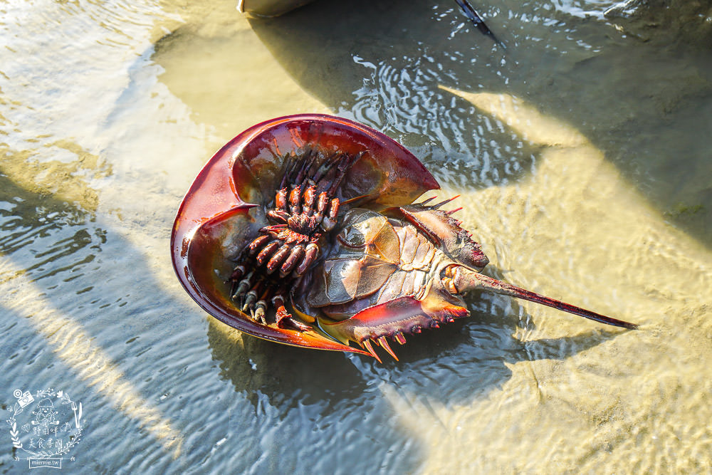 嘉義布袋景點[海上巴士&蛋糕沙灘]踏上無人島玩樂拍熱門IG網美照!還有船上烤鮮蚵鮮蝦?