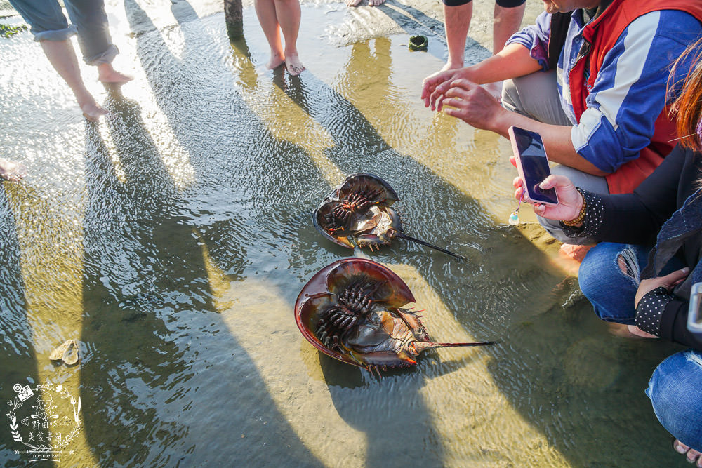 嘉義布袋景點[海上巴士&蛋糕沙灘]踏上無人島玩樂拍熱門IG網美照!還有船上烤鮮蚵鮮蝦?