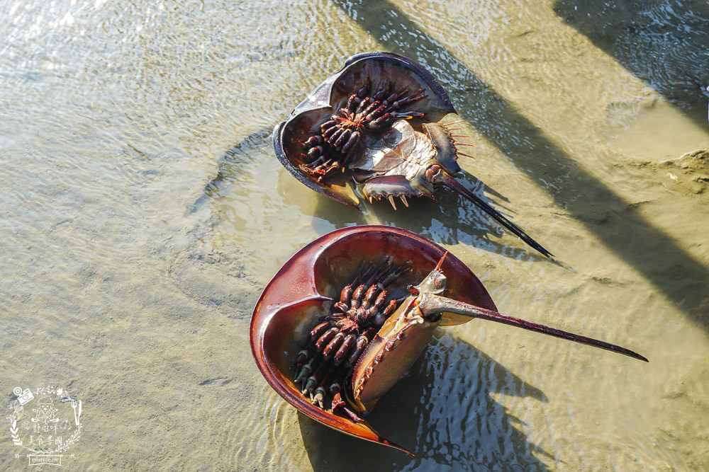 嘉義布袋景點[海上巴士&蛋糕沙灘]踏上無人島玩樂拍熱門IG網美照!還有船上烤鮮蚵鮮蝦?