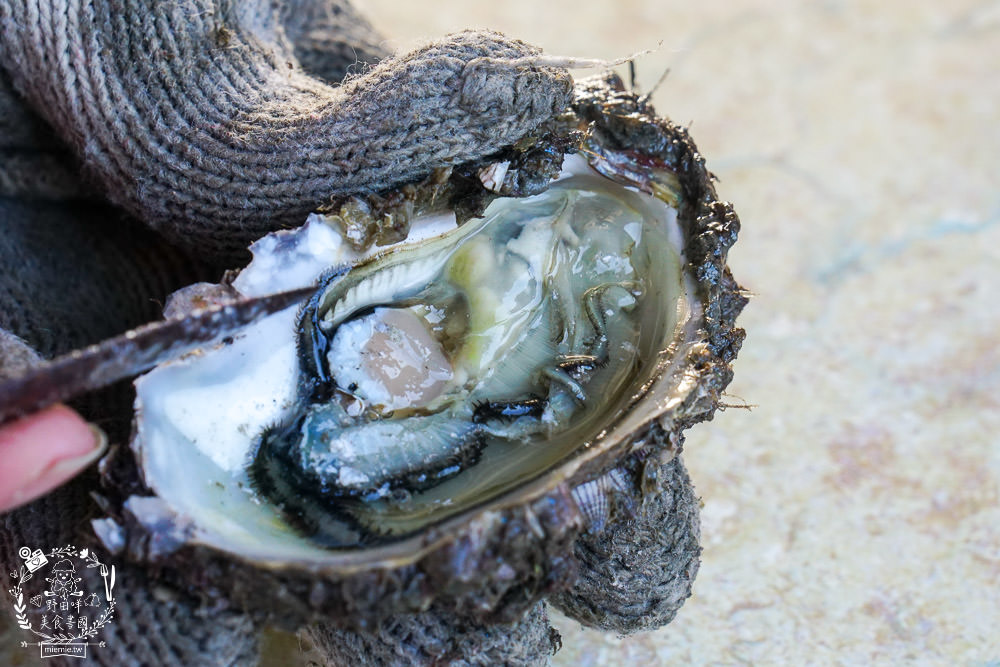 嘉義布袋景點[海上巴士&蛋糕沙灘]踏上無人島玩樂拍熱門IG網美照!還有船上烤鮮蚵鮮蝦?