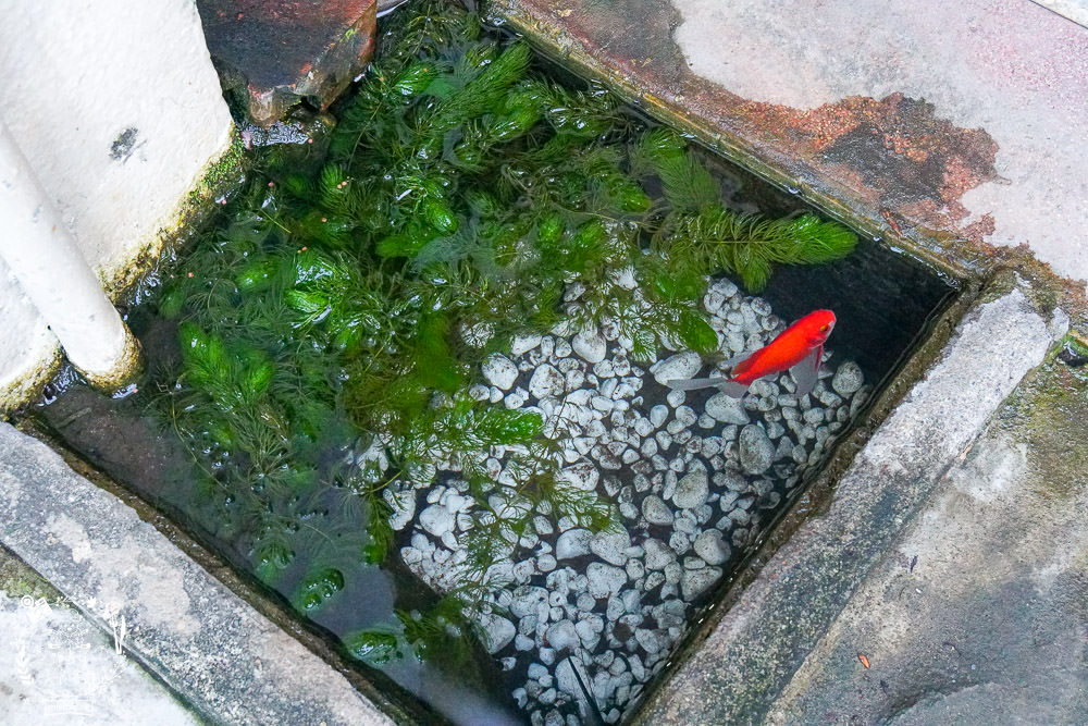 高雄[泉捌月金木犀專賣]超人氣限量桂花粉粿x滋味絕妙桂花清冰