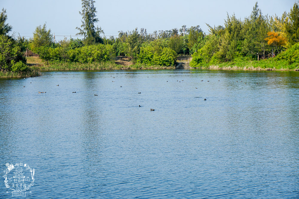 雲林景點[椬梧滯洪池]綠意盎然的樹林濕地!優美如畫的自然生態!熱門IG打卡網美景點!