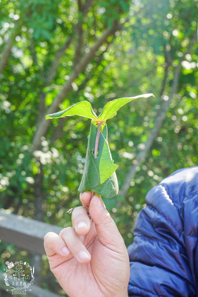 雲林景點[椬梧滯洪池]綠意盎然的樹林濕地!優美如畫的自然生態!熱門IG打卡網美景點!