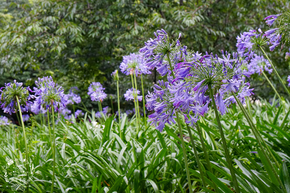 [台中山城三天兩夜遊]踏青賞花+品嘗在地夯美食+享受美人湯的溫泉之旅