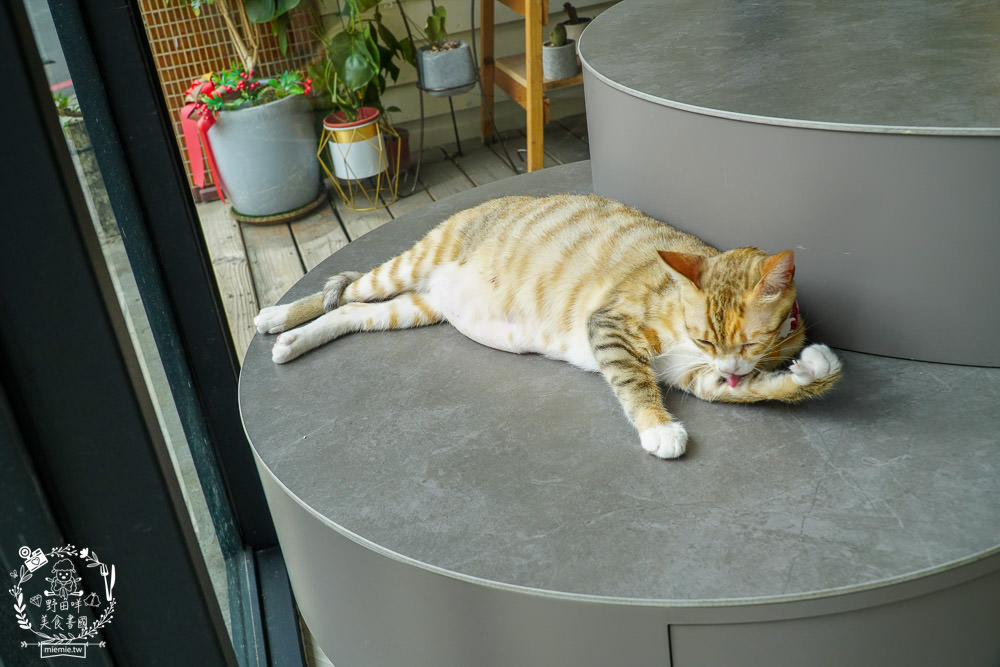 秋樂主義貓咪跑跑咖啡廳Kitty Running|台中超萌Q的貓咪咖啡廳!超多貓咪陪你玩翻天!