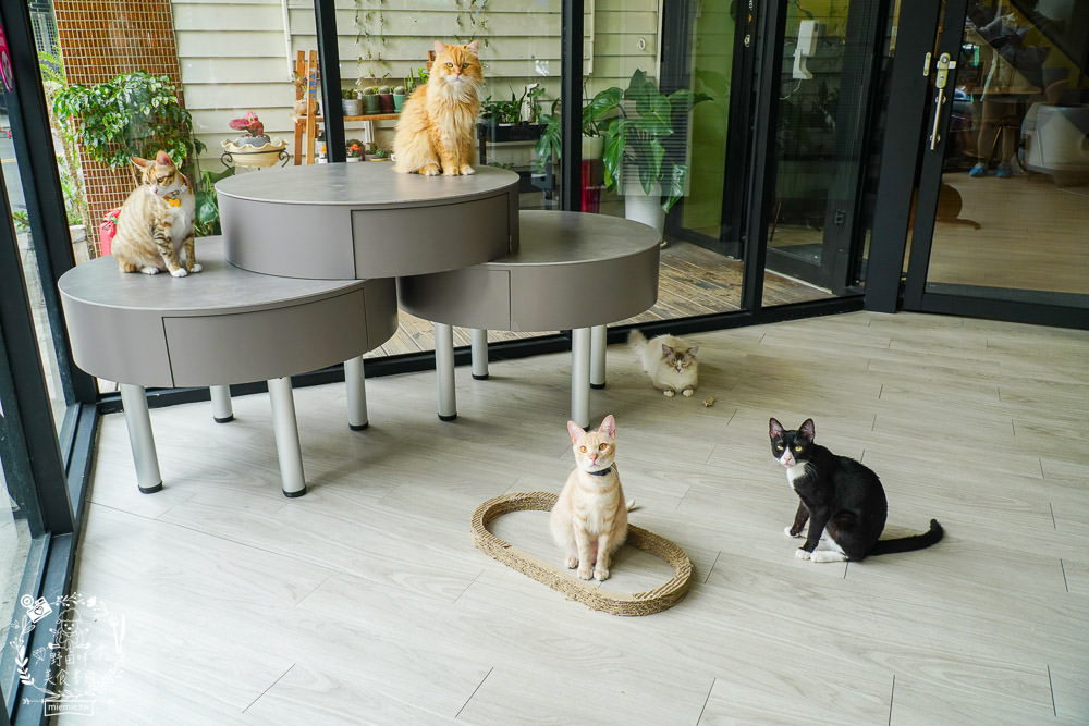 秋樂主義貓咪跑跑咖啡廳Kitty Running|台中超萌Q的貓咪咖啡廳!超多貓咪陪你玩翻天!