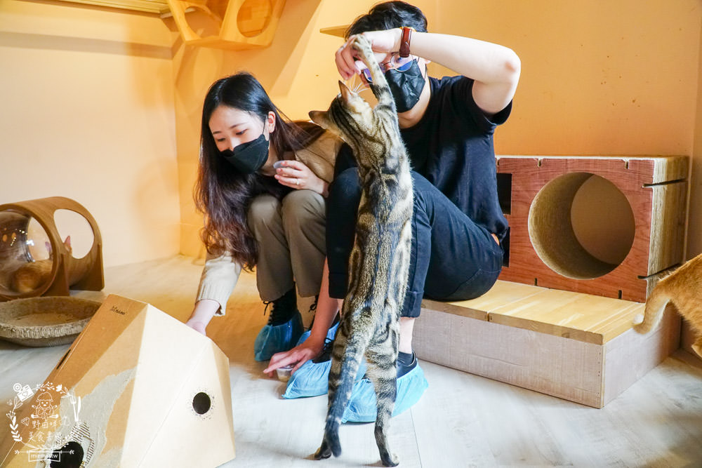 秋樂主義貓咪跑跑咖啡廳Kitty Running|台中超萌Q的貓咪咖啡廳!超多貓咪陪你玩翻天!