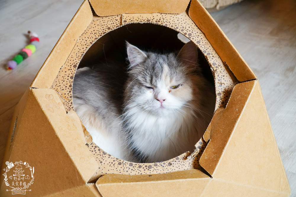 秋樂主義貓咪跑跑咖啡廳Kitty Running|台中超萌Q的貓咪咖啡廳!超多貓咪陪你玩翻天!