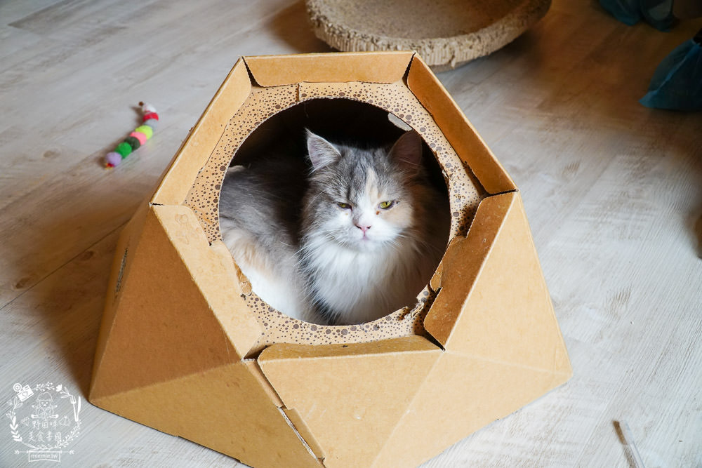 秋樂主義貓咪跑跑咖啡廳Kitty Running|台中超萌Q的貓咪咖啡廳!超多貓咪陪你玩翻天!