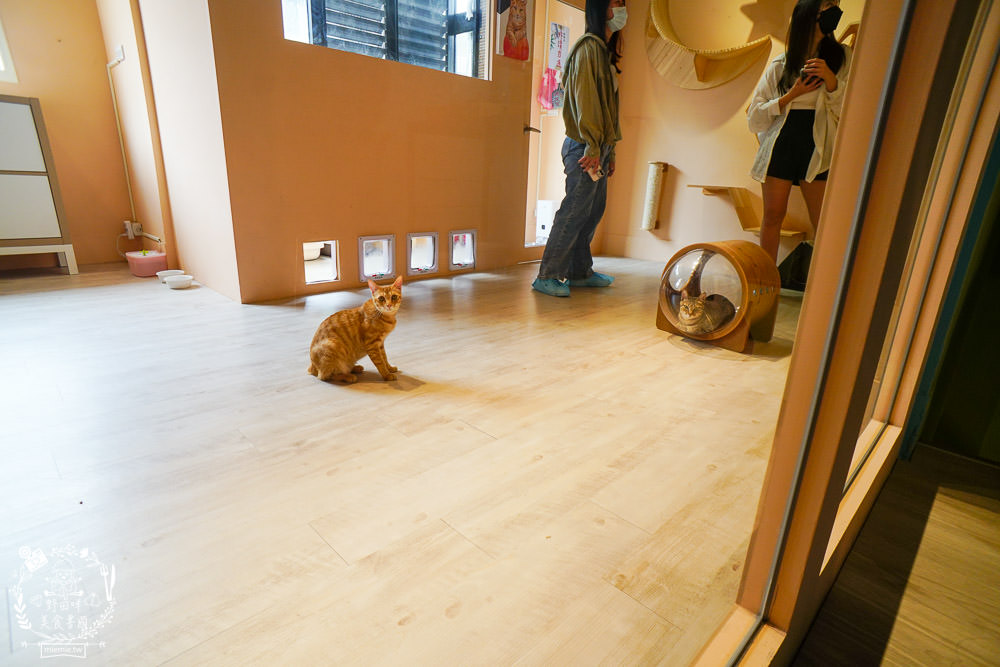 秋樂主義貓咪跑跑咖啡廳Kitty Running|台中超萌Q的貓咪咖啡廳!超多貓咪陪你玩翻天!