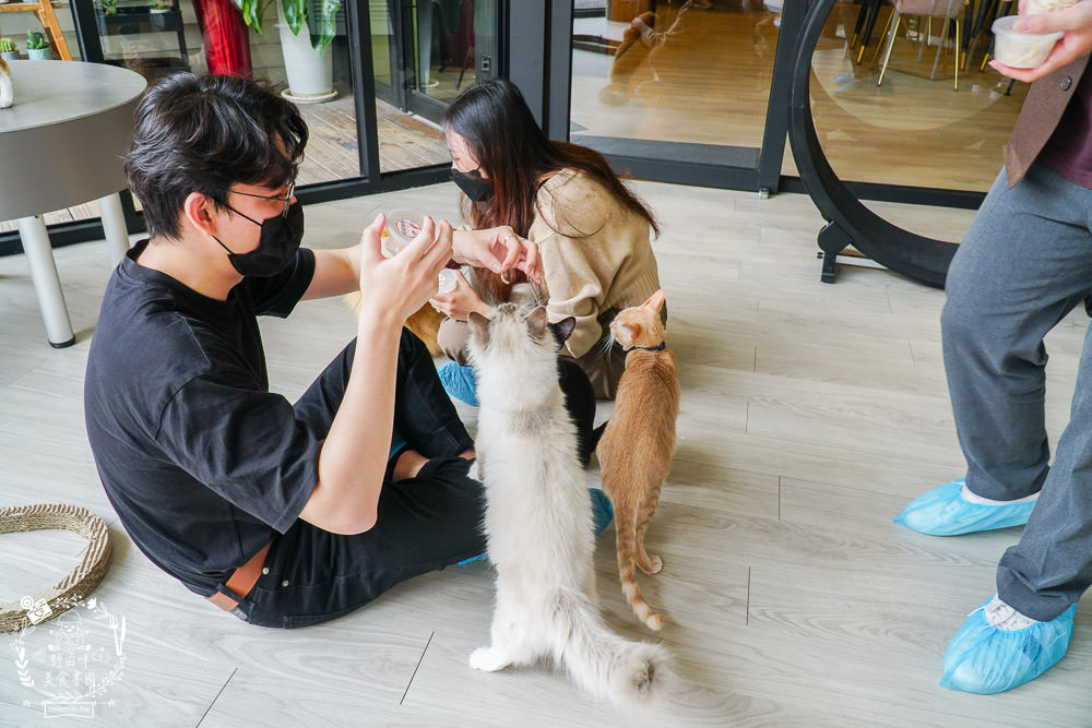 秋樂主義貓咪跑跑咖啡廳Kitty Running|台中超萌Q的貓咪咖啡廳!超多貓咪陪你玩翻天!